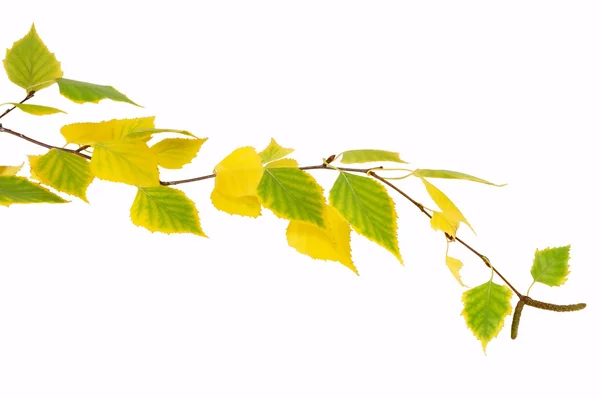 Rametto di betulle con foglie autunnali — Foto Stock