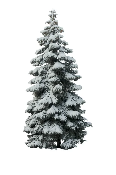 Дерево Покрыто Снегом Изолированы Белом Фоне Стоковое Изображение