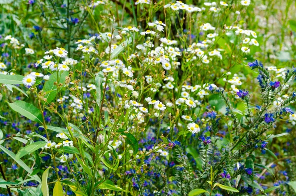 blooming meadow herbs in summer outdoor