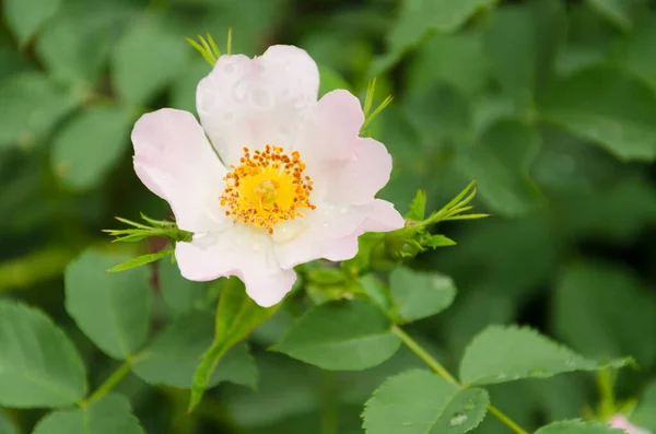 Blühende Wildrosenblume Einem Sommertag Der Luft Stockfoto