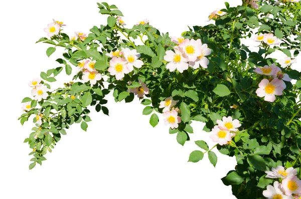 Rama Rosa Mosqueta Floración Aislada Sobre Fondo Blanco Fotos De Stock Sin Royalties Gratis