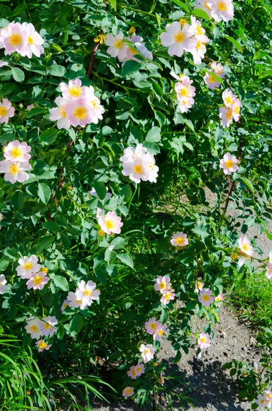 Arbusto Rosa Selvagem Florescendo Dia Verão Imagens De Bancos De Imagens Sem Royalties