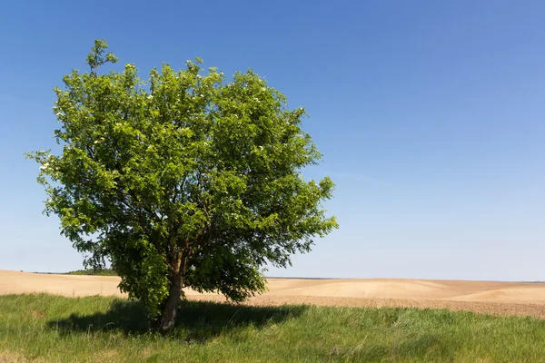 Single tree on empty field Royalty Free Stock Images