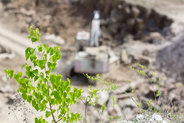 Tree over basalt quarry with excavator — Stock Photo, Image