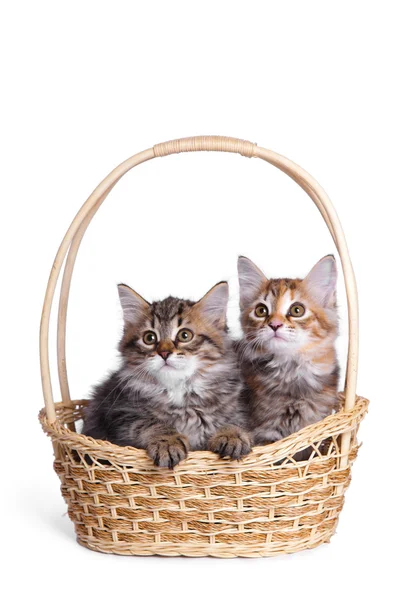 Twee pluizig kleine kitten. — Stockfoto