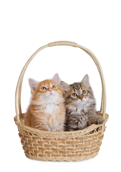 Twee pluizig kleine kitten. — Stockfoto