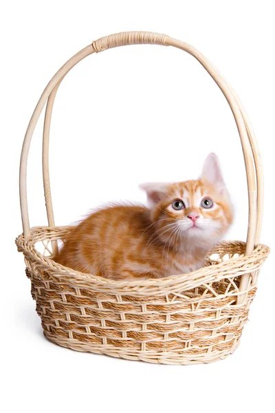 Bang kleine kitten in stro mand. Stockfoto