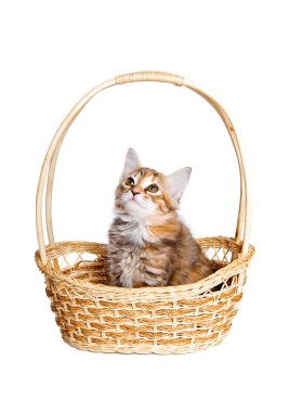 hasır sepet içinde küçük yavru kedi.