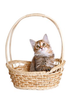 hasır sepet içinde küçük yavru kedi.