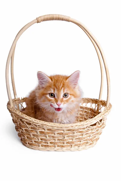 Mały kociak w koszyku słomy. — Zdjęcie stockowe