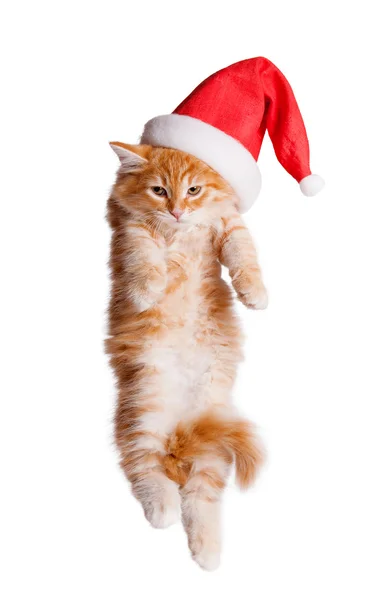 小小猫在圣诞老人帽子. — 图库照片
