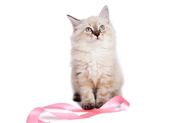 Gatinho britânico bonito jogando com fita rosa . — Fotografia de Stock