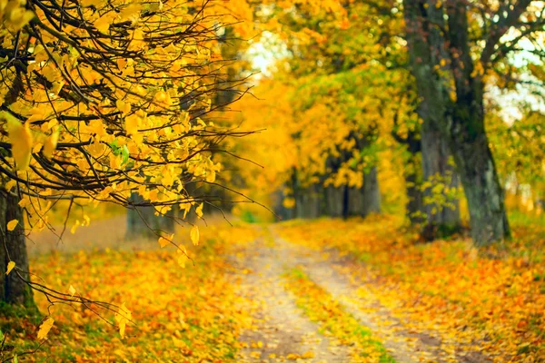 Autumn alley — Stockfoto