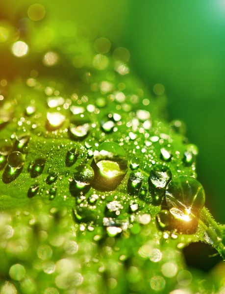 Green leaf — Stock Photo, Image