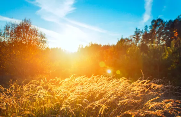 Por do sol e campo — Fotografia de Stock