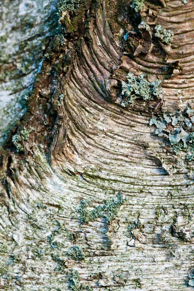 Casca de bétula — Fotografia de Stock