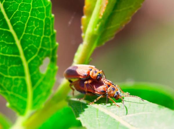 Two insects — Stock Photo, Image