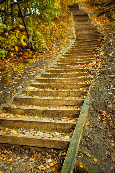 Лестница в парке — стоковое фото