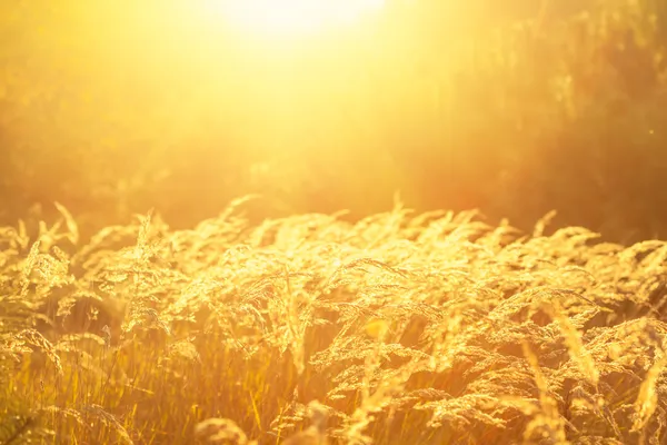 Por do sol e campo — Fotografia de Stock