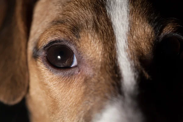 Olho de cão macro — Fotografia de Stock