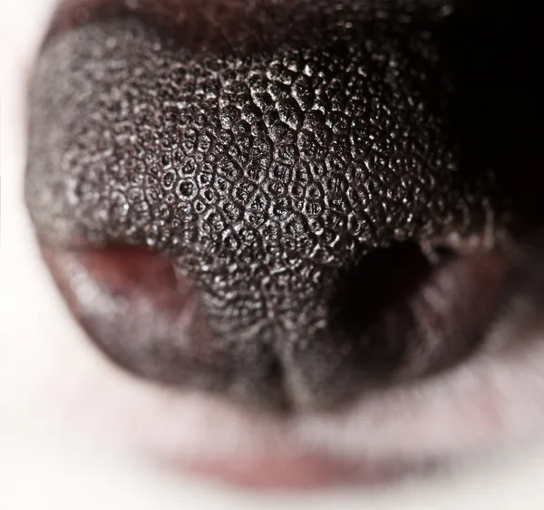 Собака ніс Стокове Зображення