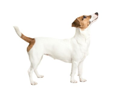 jack Russell terrier arıyorum