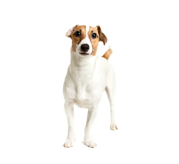 Jack russell terrier ser — Stockfoto