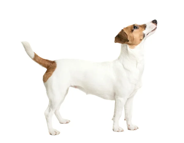 Jack russell terrier szuka — Zdjęcie stockowe