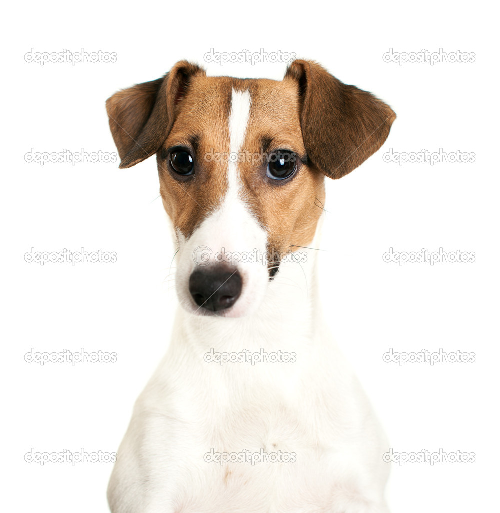 Jack Russell Terrier looking