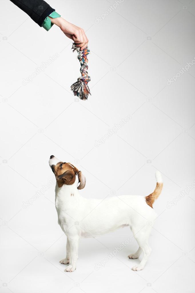 Jack Russell Terrier looking to up