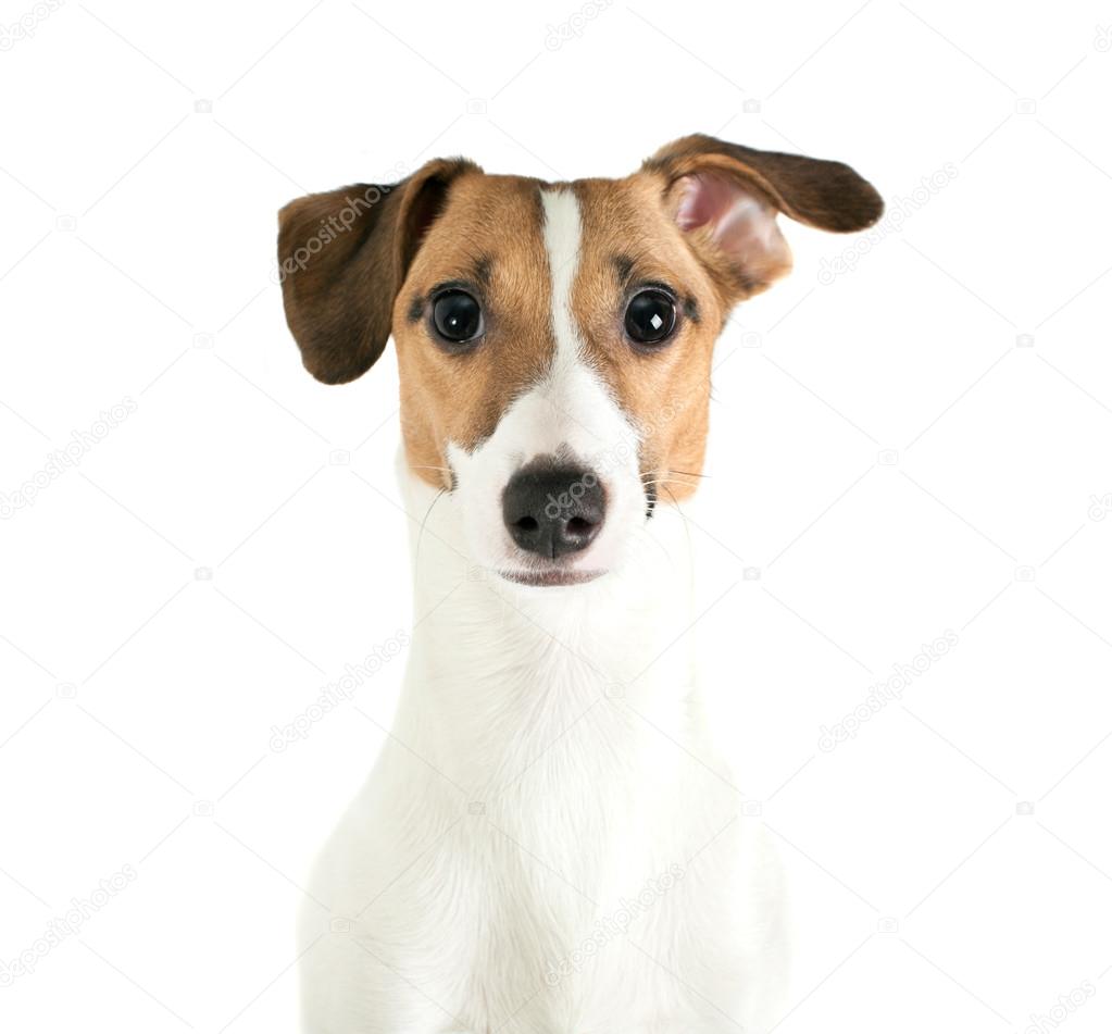 Jack Russell Terrier looking