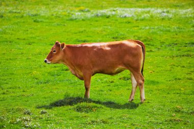 çayır üzerinde inek