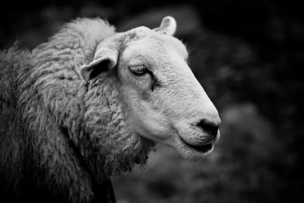 Retrato de oveja — Foto de Stock