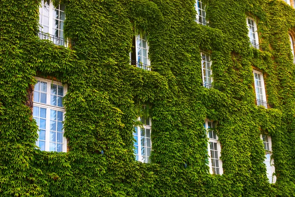 Edificio con vigneto — Foto Stock