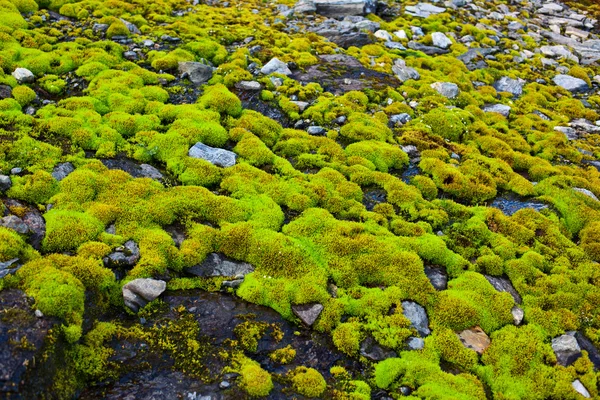 Moss on stones — Stock Photo, Image