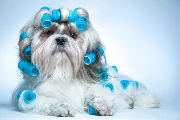 Shih Tzu perro — Foto de Stock