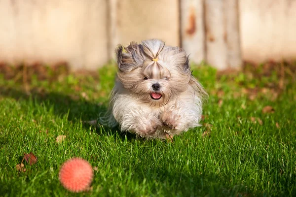 Shih tzu dog running — Stock Photo, Image