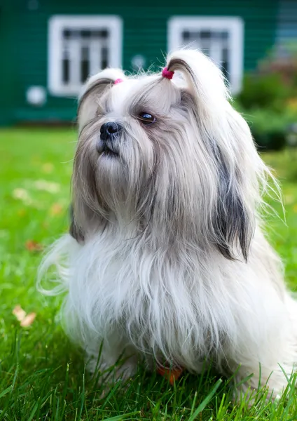 Shih tzu σκύλος — Φωτογραφία Αρχείου