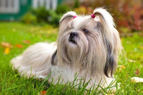 Shih tzu hund — Stockfoto