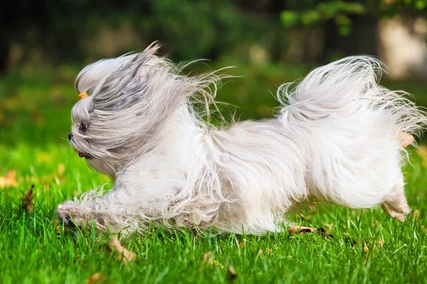 Shih tzu σκύλος — Φωτογραφία Αρχείου