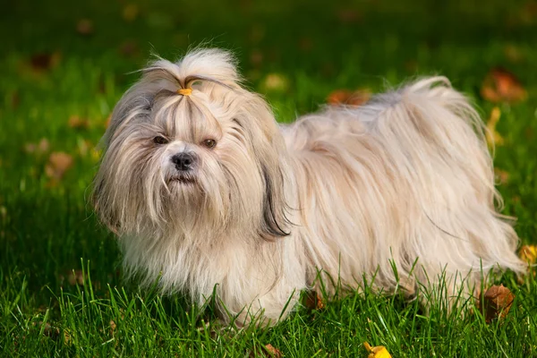 Pies shih tzu — Zdjęcie stockowe