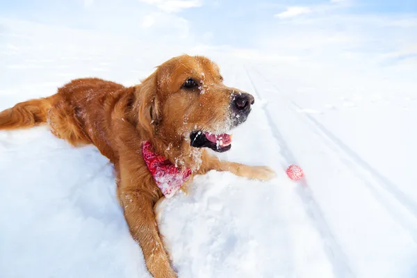 Labrador på snö — Stockfoto