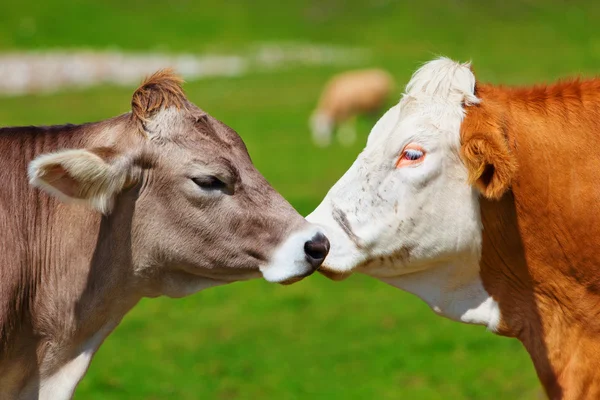 Schweizer Kühe — Stockfoto