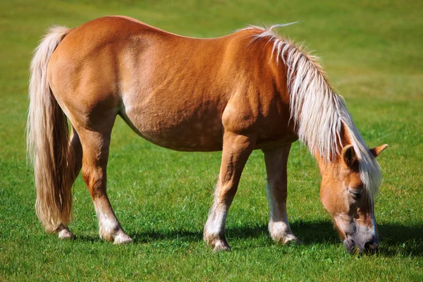 Kůň — Stock fotografie