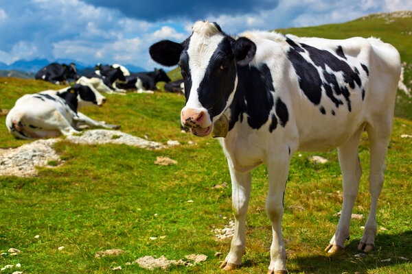 Cows on mountain meadow