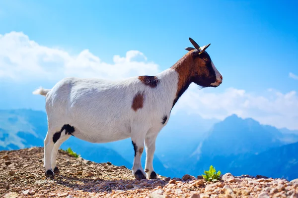 Small goat — Stock Photo, Image