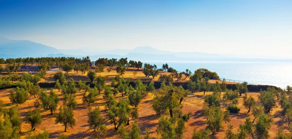 Olive grove — Stock Photo, Image