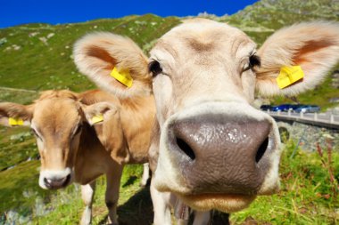 dağ çayır üzerinde ineklerin