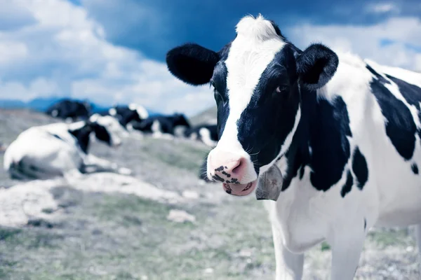 Vacas no prado da montanha — Fotografia de Stock