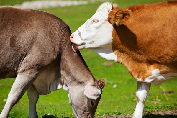 Vacas suíças — Fotografia de Stock